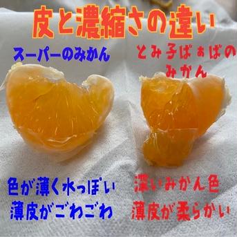 【訳あり3ｋｇS〜Mサイズ混合】糖度13度以上のプレミアム有田みかん　和歌山県有田産 訳あり！有田みかんSMサイズ混合3キロ箱込 果物/温州みかん通販