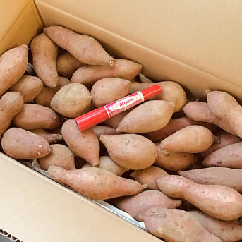 安納芋種子島直送 Sサイズ9kg さつまいもの王道 #1 | 野菜/さつまいも