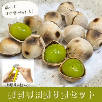 銀杏割り器セット】祖父江産銀杏 久寿 中玉2Lサイズ ｜ 野菜/その他