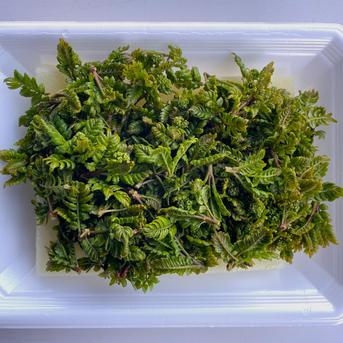 当日採取でお届け】 天然物 山椒の木の芽 若芽 20g 山菜 宮城県西根の