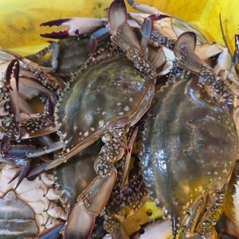 生冷ワタリガニ2kg詰（5-17尾入）北海道 ｜ 魚介類/カニ 産直アウル