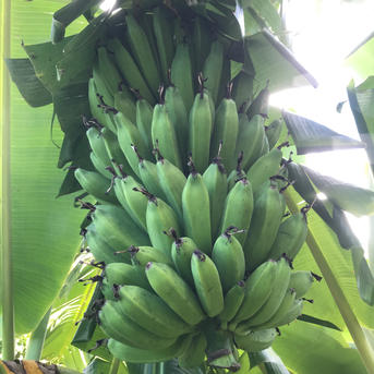 石垣島産バナナ4キロ | 果物/バナナ 産直アウル 農家から直接野菜など