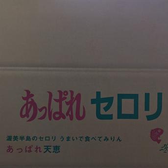 【苦手でも食べられる！】あっぱれ天恵のあっぱれセロリ 1本300g以上(10kg) 野菜/セロリ通販