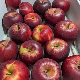 ■中箱■ 10㌔　幻の林檎　高徳　希少りんご　青森県産　クロネコ便 青森県産紅玉 ｜ 果物/りんご 産直アウル 農家・漁師など生産者から直接野菜などの食材を購入できる産地直送の宅配通販サイト