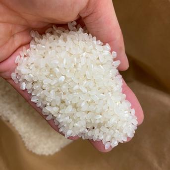 【2024年米】新米🌾大粒の食べ応えと甘みが自慢°˖✧静岡県産精米10kg【虹のきらめき】 精米10ｋｇ 米・穀物/米/精米通販