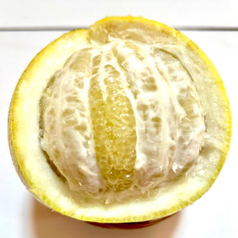 パール柑】20箱限定※完全無農薬栽培《大玉•中玉混合15〜18玉、9kg前後
