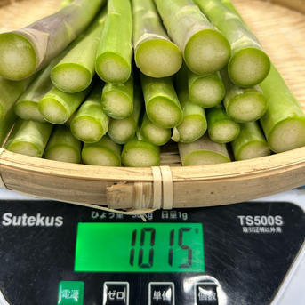 糖度9.5】朝採りアスパラ 訳あり品 L〜3Lサイズ混合 ｜ 野菜/アスパラ