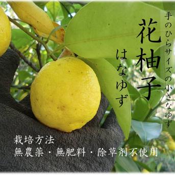 【皮まで安心】　農薬不使用　花ゆず　500g ５００ｇ 果物/香酸柑橘(ライム・レモン等)通販