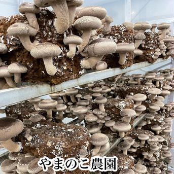 北海道のお客様ご専用　頑張って成長したが形が悪い徳島県産肉厚歯応えの良い椎茸さん1キロ送料込み 1キロ 野菜/きのこ通販