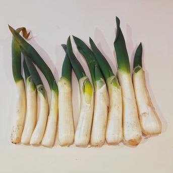 トロトロ食感】青森県十和田市産 下仁田ネギ（雷帝下仁田） 1kg | 野菜