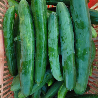 【茨城県産】お試しきゅうり約1.3kg 約1.3 野菜/きゅうり通販