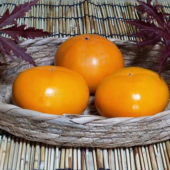 減農薬栽培】種なし・渋抜き済 庄内柿 サイズ：L 約1.8kg（約13個