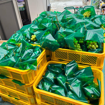 フルーツ王国山梨より朝採り農家直送シャインマスカット 1キロ | 果物