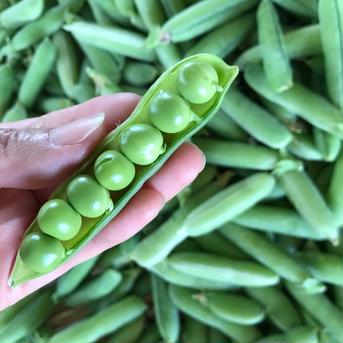 間もなく初夏の贅沢♪プチっとみずみずしい！エンドウ豆莢つき約1700g エンドウ豆莢つき1700g 野菜/豆類通販