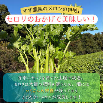 ルピアレッドメロン(5L2玉) 5Lサイズ2玉(3.5〜3.78kg) 果物/メロン通販