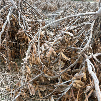 丹波篠山産黒大豆　訳ありB 訳あり】丹波篠山産 黒大豆「丹波黒」400g （大小混合）☆産地直送☆令