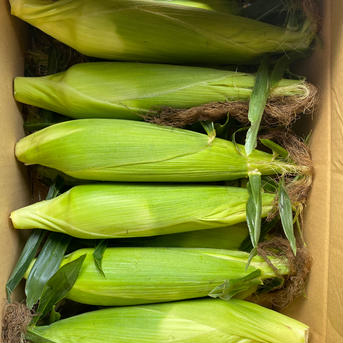 ●夏ギフト●生のまま！糖度20度！まるでスイーツ！プレミアムホワイトコーン🌽 Lサイズ以上20本 野菜/とうもろこし通販