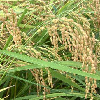 令和7年長野県産 奇跡のお米ゆうだい21 ミネラル仕上げ 炊飯食味値92