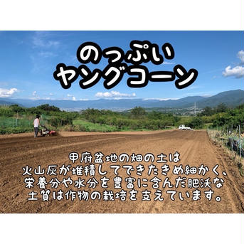 くろーばーふぁーむのヤングコーン 4kg以上 野菜/その他野菜通販