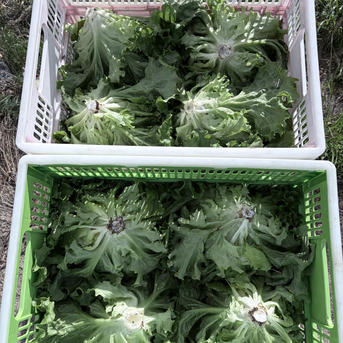 本場信州のリーフレタス6玉入り(グリーンリーフ) ｜ 野菜/レタス 産直