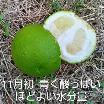 松岡ぶんたん園の訳あり土佐文旦 5㎏箱　大小（3L〜Ｌ、4Lが入ることもあります）・形不揃い　10個前後入り 果物/オレンジ・その他みかん通販