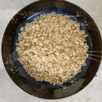 【玄米/10kg】円心米/令和4年産ヒノヒカリ 10kg 米・穀物/玄米通販
