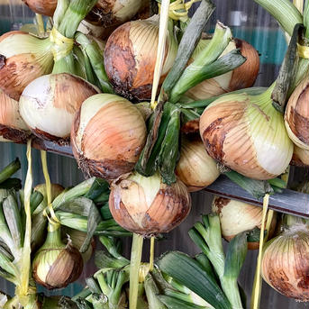 湖国の旬便り〜野菜セット〜 80サイズ・季節の野菜5種以上いっぱい詰め 野菜/野菜セット・詰め合わせ通販