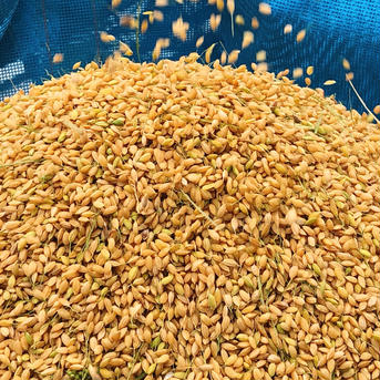 令和3年産 白米20kg《もっちり！つやつや！自然な甘み！》滝水で育ったコシヒカリ1等米 20kg 米・穀物/米/精米通販