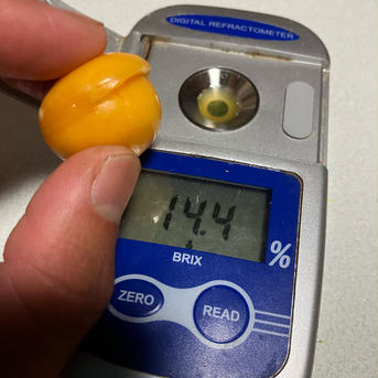 食べるサプリ♪ 自然栽培食用ほおずき200g 食用ほおずき200g 野菜/その他野菜通販