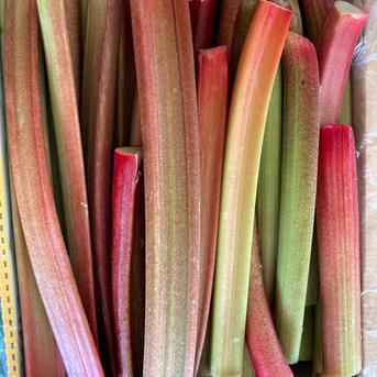 信州産 フレッシュ ルバーブミックスカラー 5キロ (箱込み) ｜ 野菜