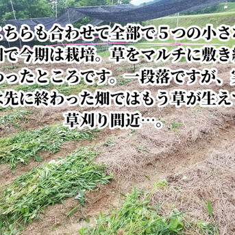 新生姜 4kg 農薬栽培期間中不使用・無肥料 熊本県産 露地 ｜ 野菜