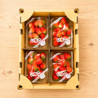 即日発送】いちご「夏のしずく」 レギュラーパック 1kg （250g×4p