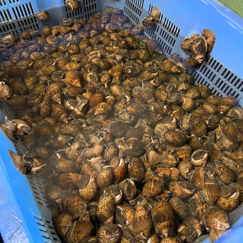 新鮮とれたて！黒バイ貝3kg　生きたまま発送します！ 3kg(135個前後) 魚介類/その他魚介通販