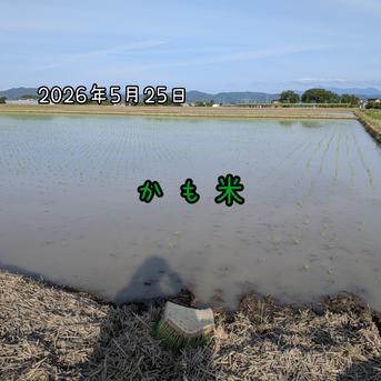 無農薬米新潟県産コシヒカリ10k ｜ 米・穀物/米/精米 産直アウル 農家