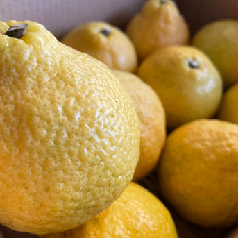 【送料無料】春待つみかん「はるか」計3kg少々キズあり大小まざり 3kg 果物/その他柑橘類通販
