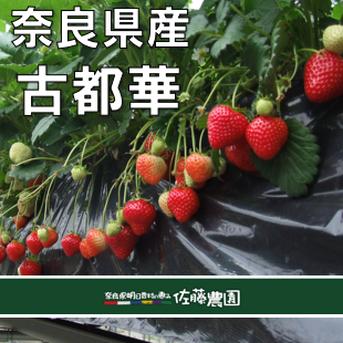 冷凍いちご10kg ｜ 果物/いちご 産直アウル 農家・漁師など生産者 