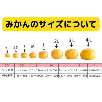 収穫数限り」訳あり 極早生みかん！たっぷり10kg 甘酸っぱい初物みかん