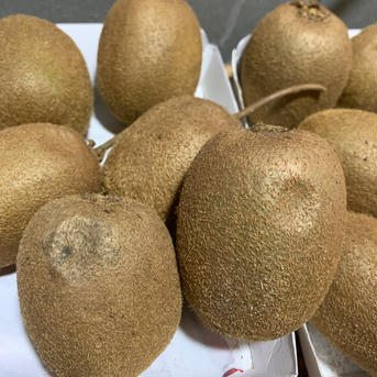お買得‼︎ 食べ頃キウイ！極美味【アメルド】あるだけ！ 2kg 果物/キウイフルーツ通販