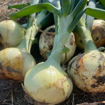 淡路島農家直送　極早生品種　玉ねぎの苗500本 予約】生産農家直送 淡路島産ブランド新玉ねぎ 『にじたま』超極早生