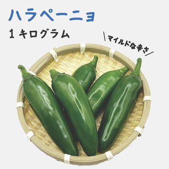 ハラペーニョ 約1kg 宮崎産 フレッシュ 収穫後農園から直送 ｜ 野菜
