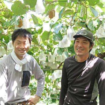【アウルの日】 キウイフルーツ　香緑（こうりょく）　ちょっと訳アリ品　4kg　香川県産 ４㎏（25〜35個） 果物/キウイフルーツ通販