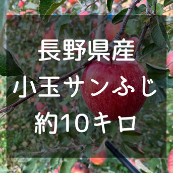 長野県松本産 りんご【小玉サンふじ】 約10キロ（36〜40玉程） ｜ 果物