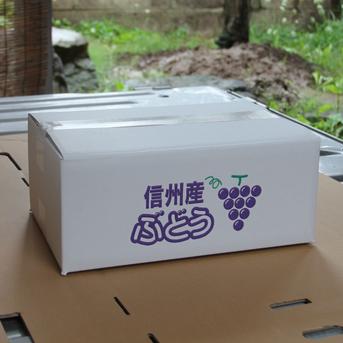 贈答用シャインマスカット2kg（3～4房）【銀賞受賞】／本気農場いけだ 約2kg（3～4房） 果物/ぶどう通販