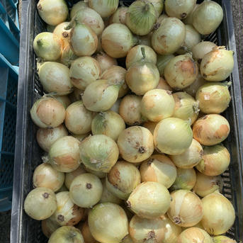 佐賀県産早生たまねぎ。 5キロ箱詰め 野菜/玉ねぎ通販
