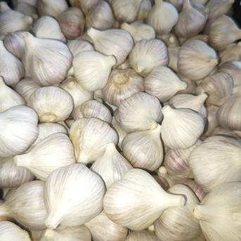 無農薬 にんにく 紫六片 3kg ｜ 野菜/にんにく 産直アウル 農家・漁師