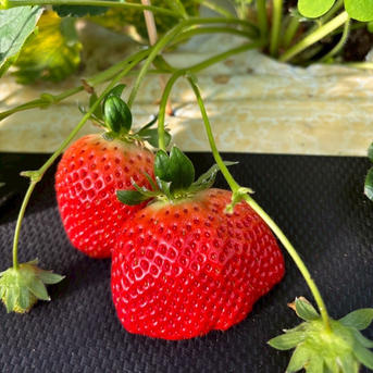 糖度15度オーバー】一万人が虜になった究極の匠の叡智『八女津姫