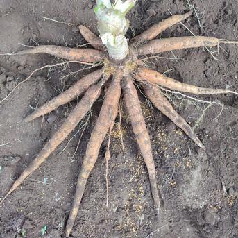 キャッサバ　mandioca yuca　黄色甘味種19Kg 19Kg 野菜/その他野菜通販
