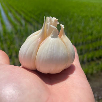 収穫期だけの限定販売】富良野産 生にんにく サイズ混合｜みずみずしく