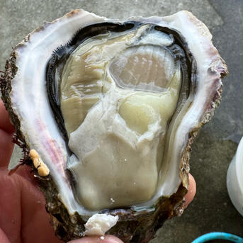 【天然】岩牡蠣　和歌山産　中サイズ10個 中サイズ10個 魚介類/牡蠣通販