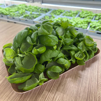 国産フレッシュバジル【500g】5袋分 無農薬/虫害ゼロ/葉だけ/注文が